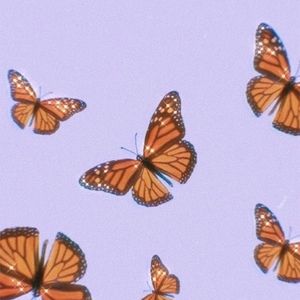 Meet your Posher, Kaylene